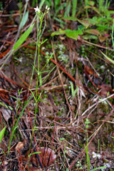 Houstonia longifolia var. tenuifolia image