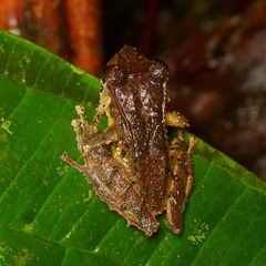Pristimantis quinquagesimus
