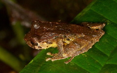 Pristimantis quinquagesimus