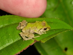 Pristimantis pteridophilus
