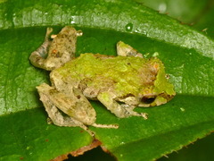 Pristimantis pteridophilus