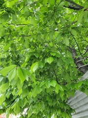 Carpinus betulus