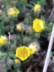 Potentilla humifusa