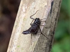 Micrathena triangularis