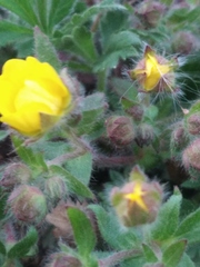 Potentilla humifusa