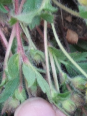 Potentilla humifusa