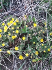Potentilla humifusa