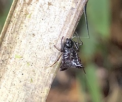 Micrathena triangularis