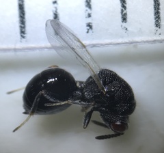 Eurytoma obtusiventris