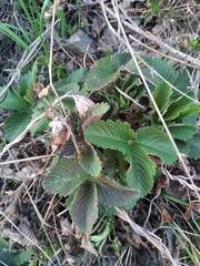 Fragaria viridis