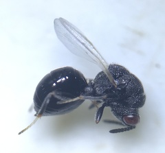 Eurytoma obtusiventris