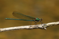 Calopteryx angustipennis