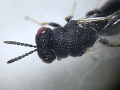 Eurytoma obtusiventris