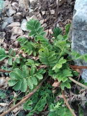 Potentilla longifolia