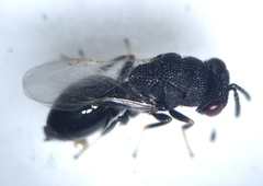 Eurytoma obtusiventris