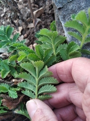Potentilla longifolia