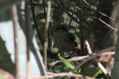 Atlapetes leucopterus