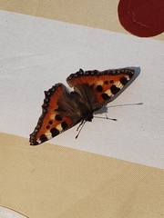 Aglais urticae