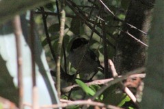 Atlapetes leucopterus