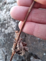 Potentilla longifolia
