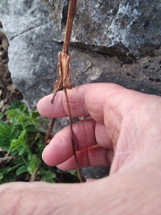 Potentilla longifolia