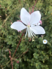 Oenothera lindheimeri