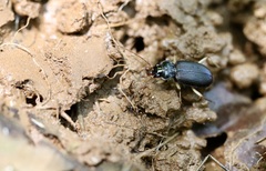 Nebria pallipes