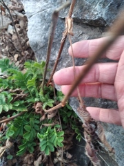 Potentilla longifolia