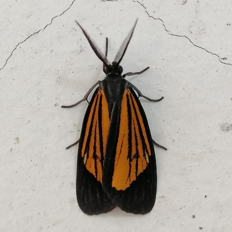 Notascea obliquaria