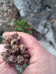 Potentilla longifolia