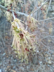 Acer negundo