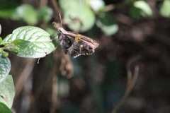 Chioides