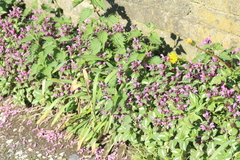 Lamium maculatum
