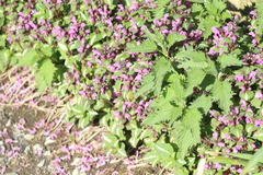 Lamium maculatum
