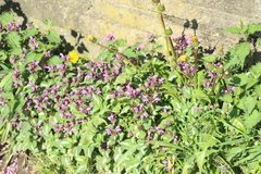 Lamium maculatum