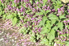 Lamium maculatum