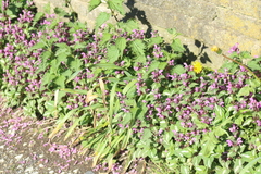 Lamium maculatum
