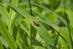 Zeuneriana abbreviata