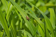 Zeuneriana abbreviata