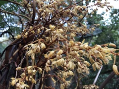 Erythrorchis altissima