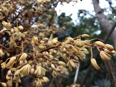 Erythrorchis altissima