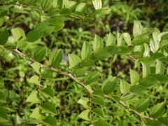 Ziziphus oenopolia