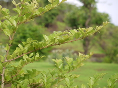 Ziziphus oenopolia