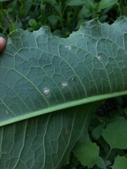 Puccinia phragmitis