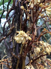 Erythrorchis altissima