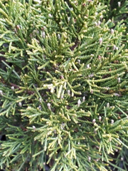 Halocarpus bidwillii