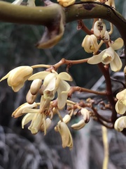 Erythrorchis altissima