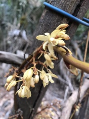 Erythrorchis altissima