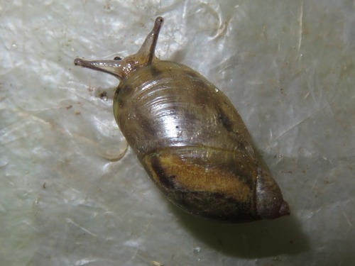 Common European Ambersnail, Leidschendam, Nederland, photo 5 of 10
