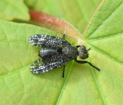 Platystoma seminationis